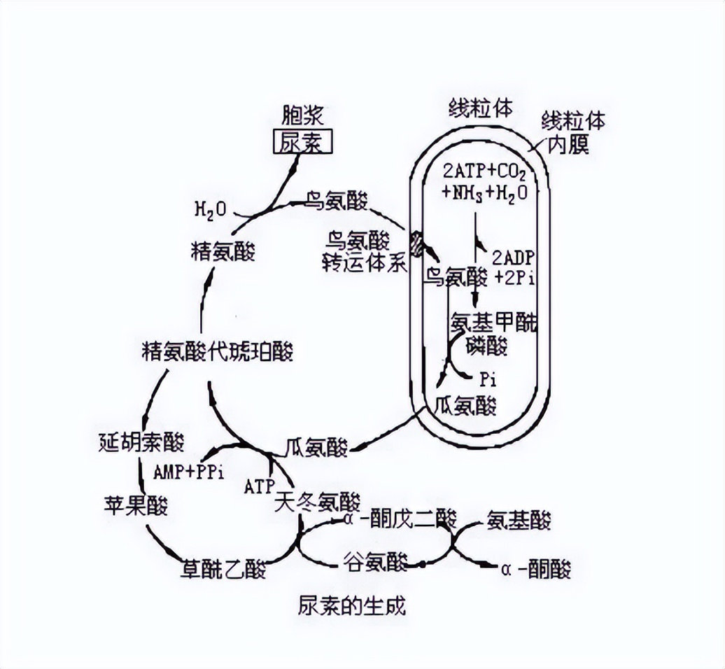 脱除有机硫为什么要用高压法,脱硫去除氯离子的办法