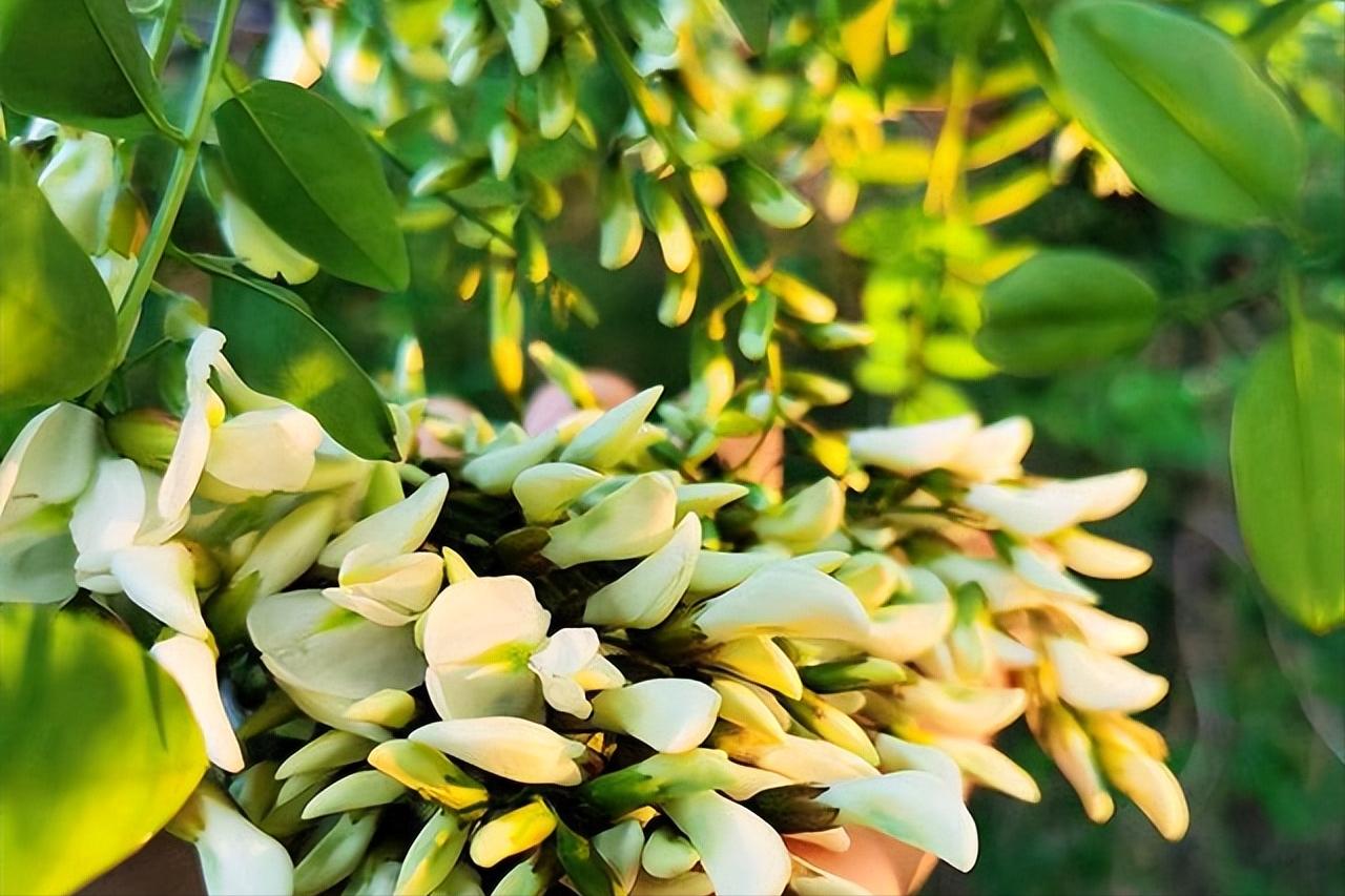 槐花怎么吃好吃又下饭,槐花一道绝佳的自然美食