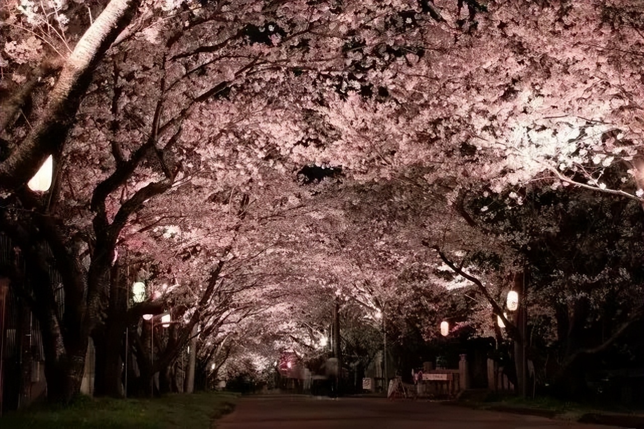 2023日本樱花什么时候开花,2023年日本樱花开放预测