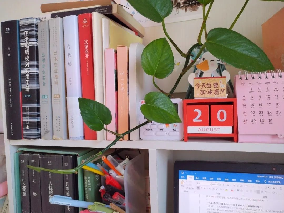 一棵笔直向上的植物,一株小植物一年四季的生长