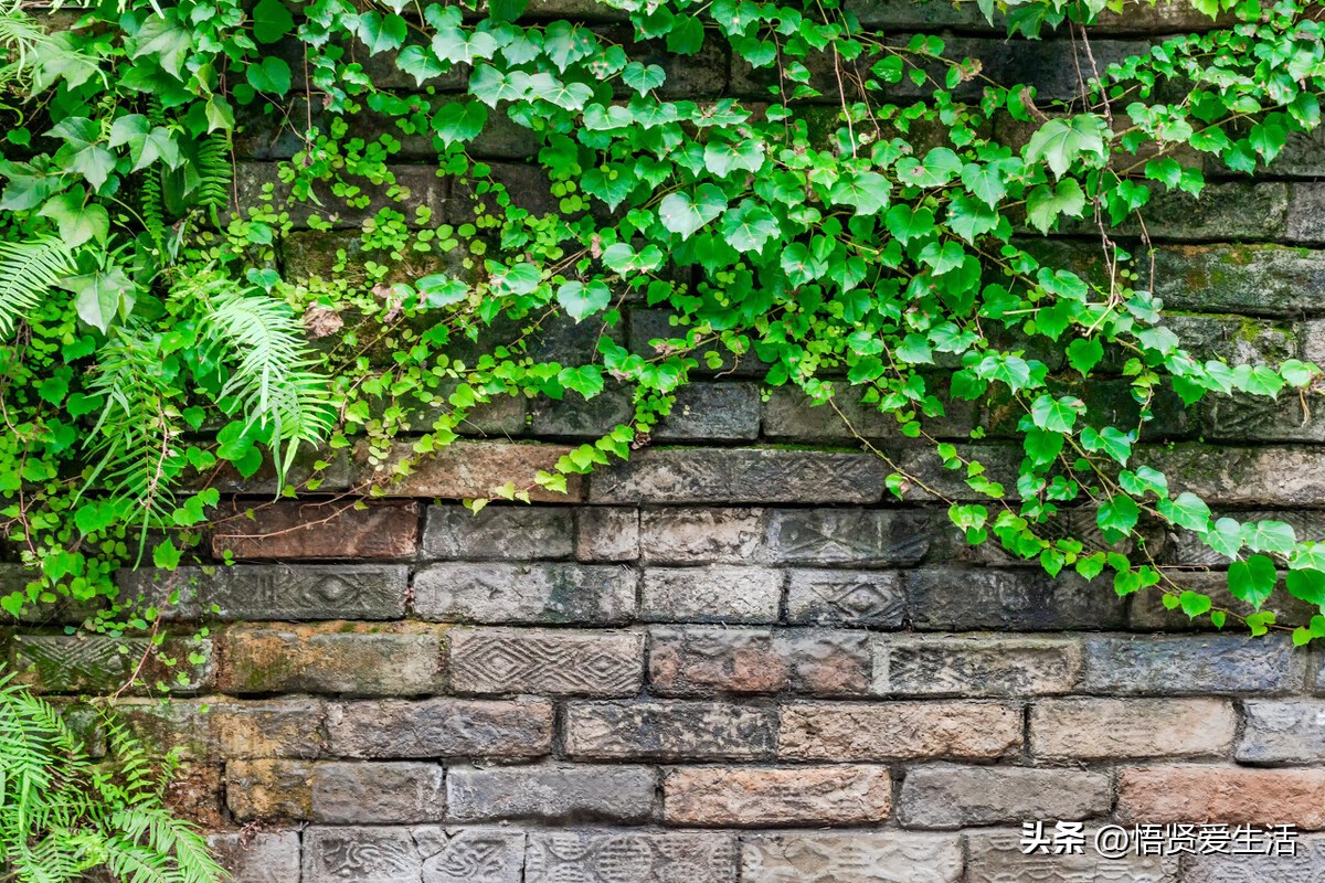 非常适合小院种植的花,适合露台种的花一年四季开花