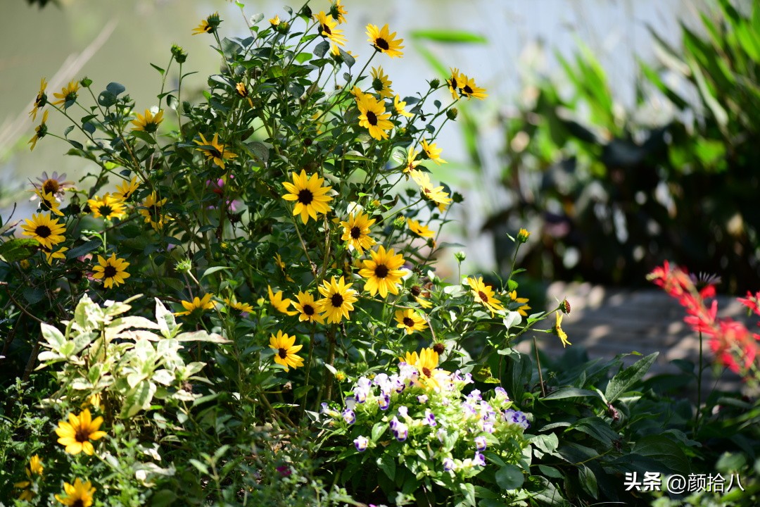 光辉岁月向日葵单朵花能开多少天,光辉岁月向日葵开花效果