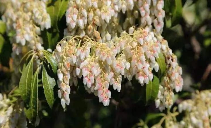 南烛，白天不懂夜的黑，饭的黑你可能也不懂｜花名册No.00174