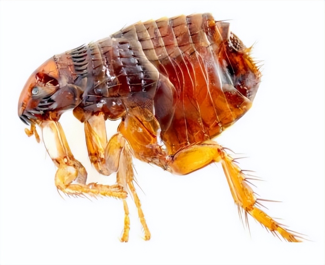 吸血臭虫和蜱虫一样么,咬人吸血的臭虫是什么虫