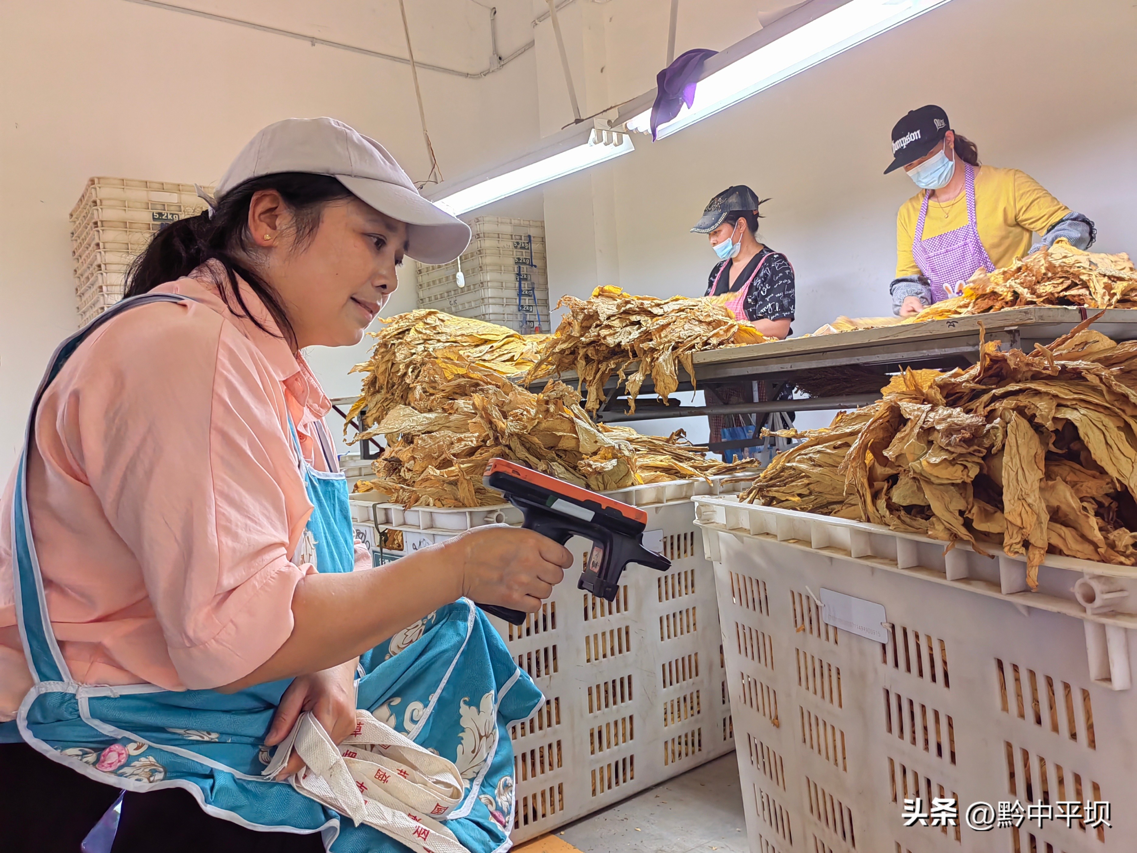 平坝万亩烤烟开采农民喜收黄金叶 (2018烤烟烟叶收购行情)