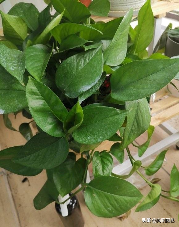 淘米的水能浇绿萝吗,淘米的水可以浇绿萝吗