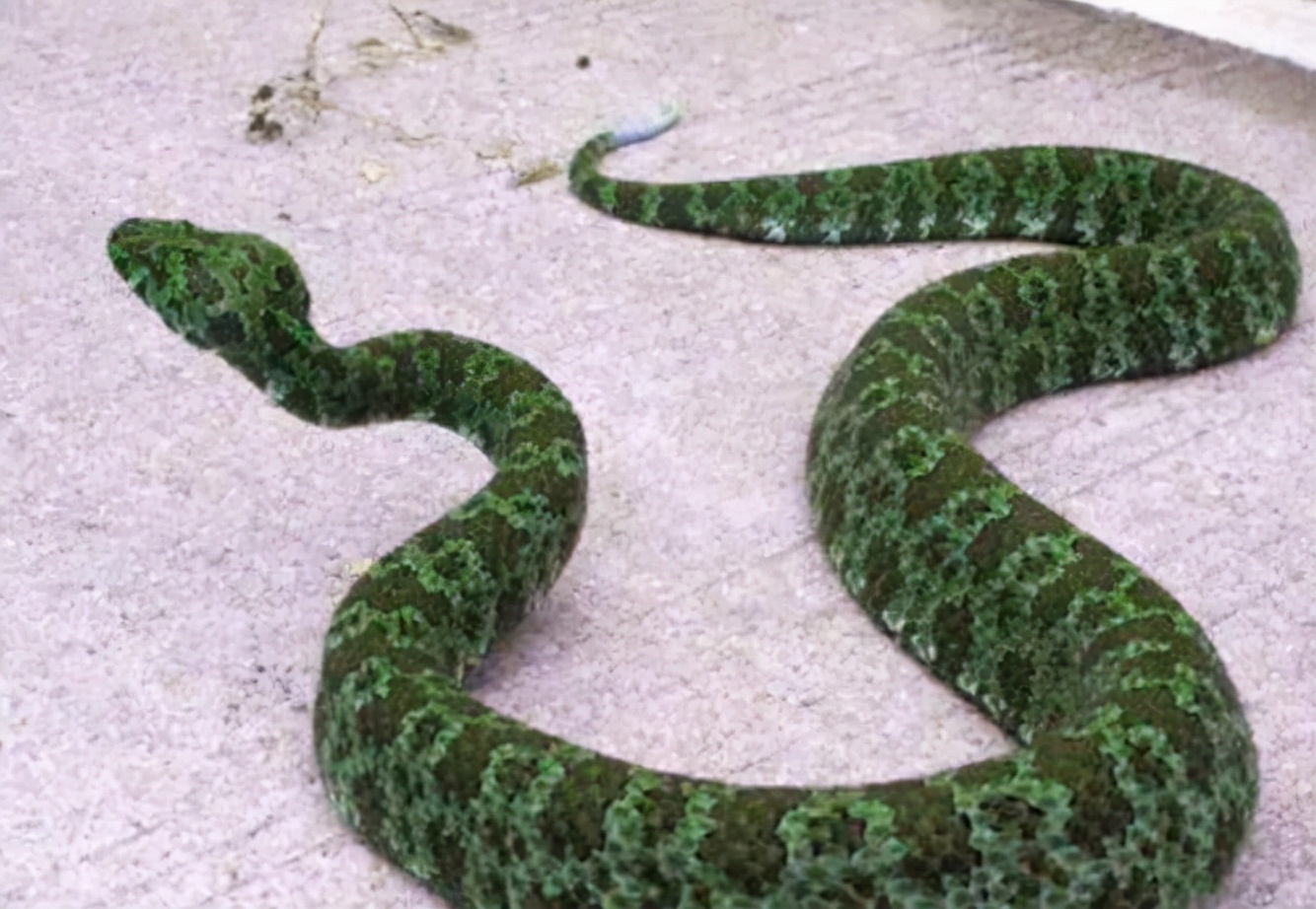 1989年，他发现价值百万的莽山烙铁头，被咬20多次，如今生活怎样