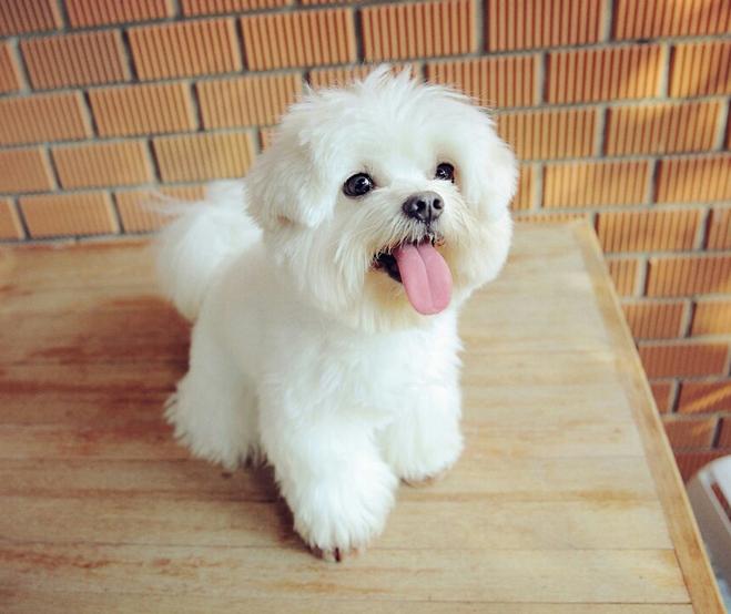 狗狗到底能不能吃饭菜,狗狗到底能不能吃肉