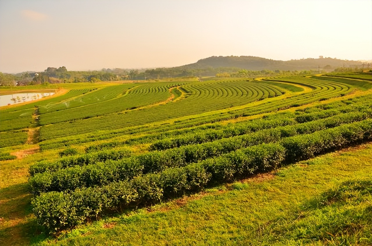布朗山白茶怎么样,布朗山古树白茶什么档次