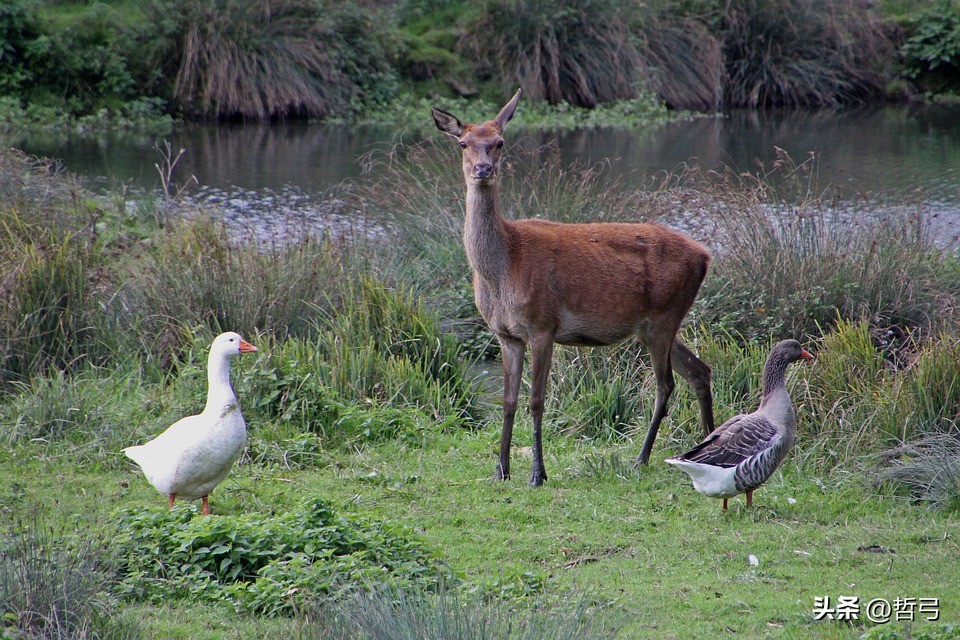 形式逻辑与理想逻辑的关系,形式逻辑就是科学逻辑吗