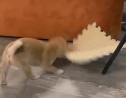 女厕的诡异之处,女厕所发现怪异男尸