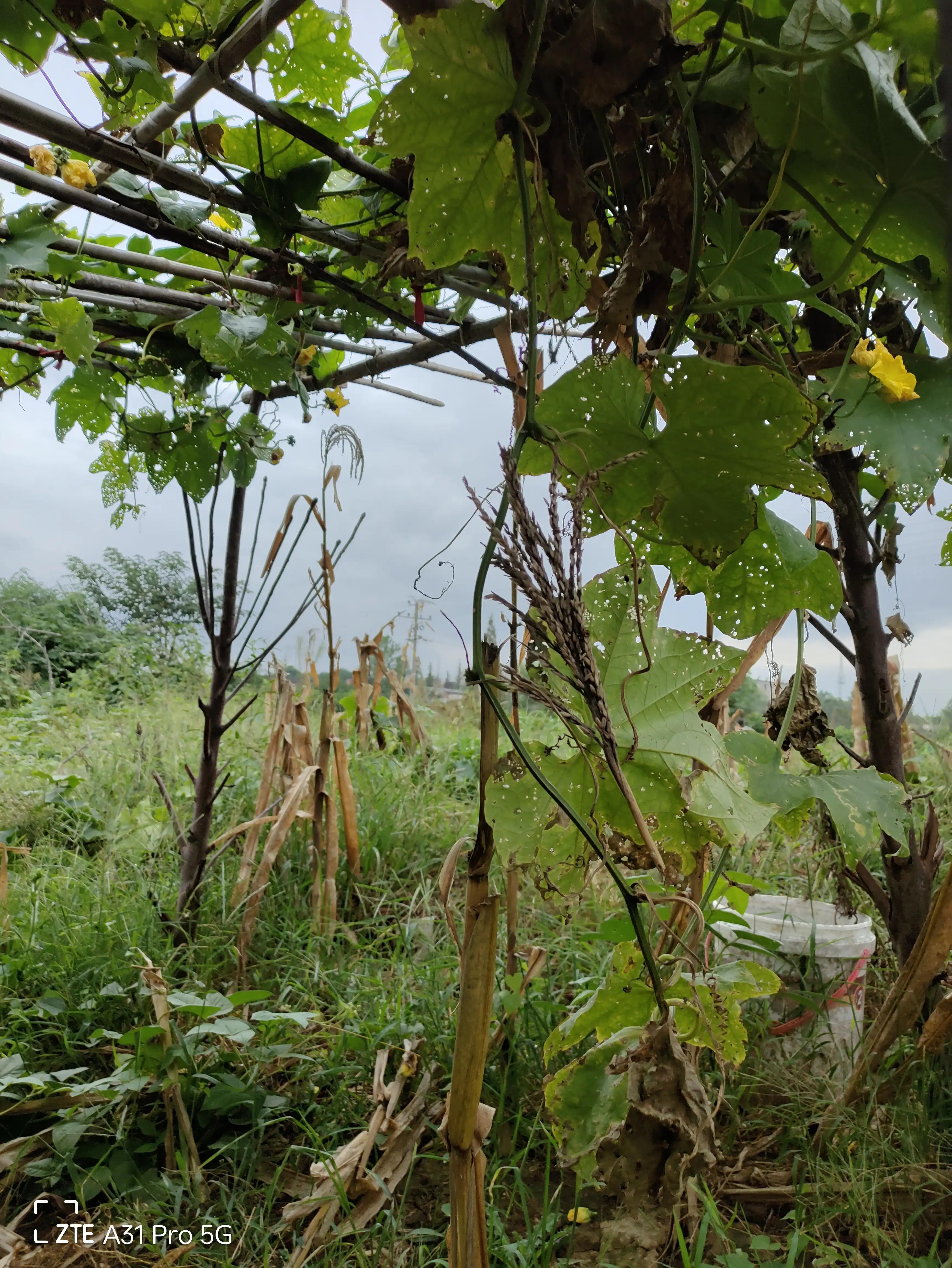 落花生的原名,落花生是什么意思