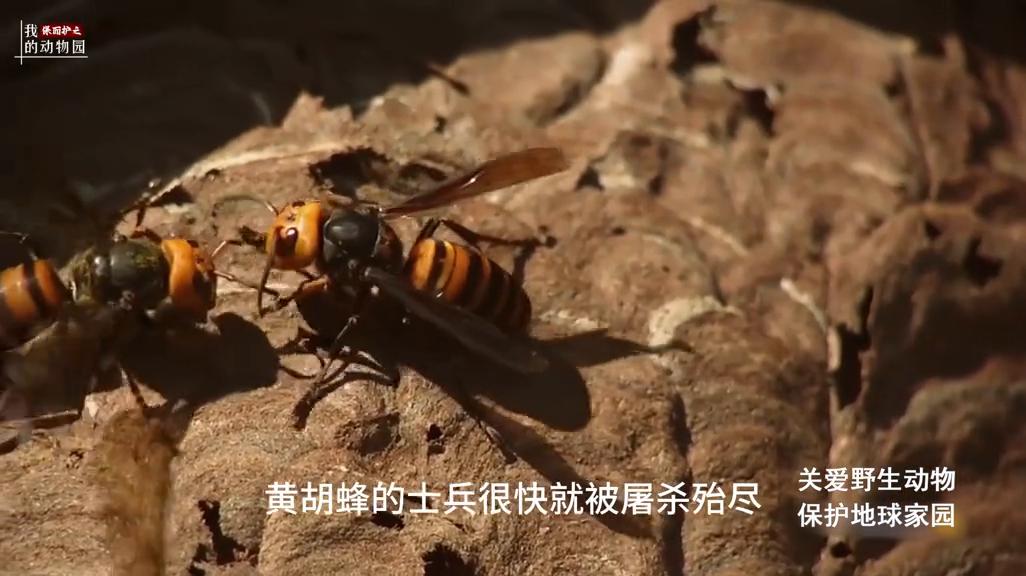 狂蜂怒号，接连遭遇挫败的金环胡蜂通过休养生息，恢复元气