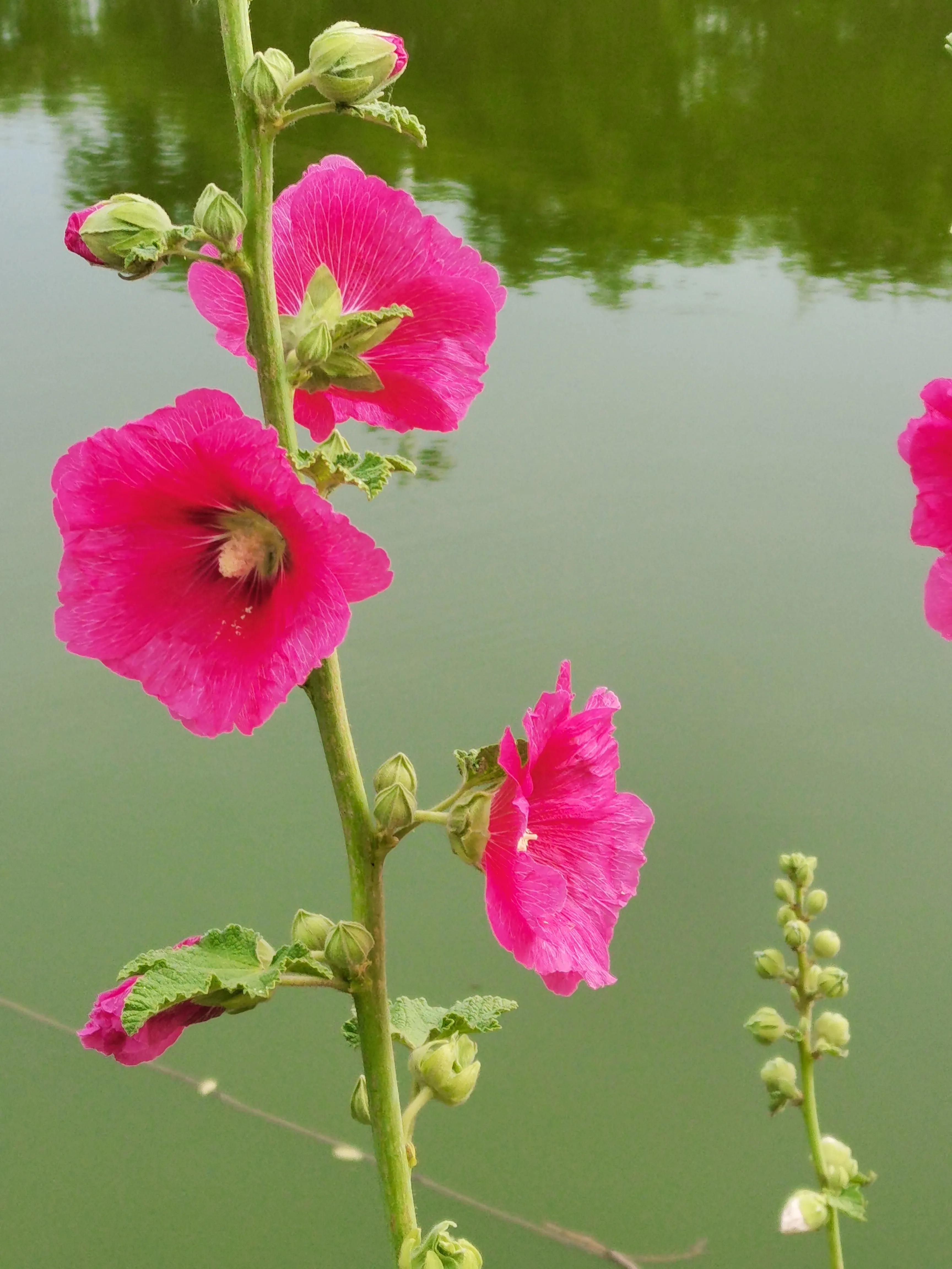 生活日记家的味道,生活札记300字