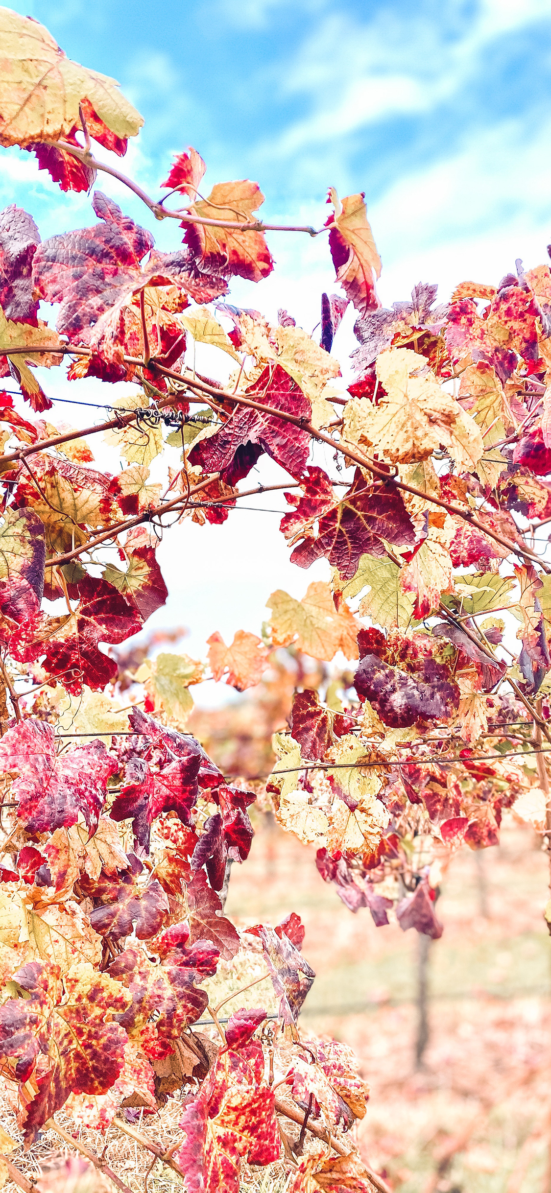 2023年手机壁纸,2023年最新款超清手机壁纸