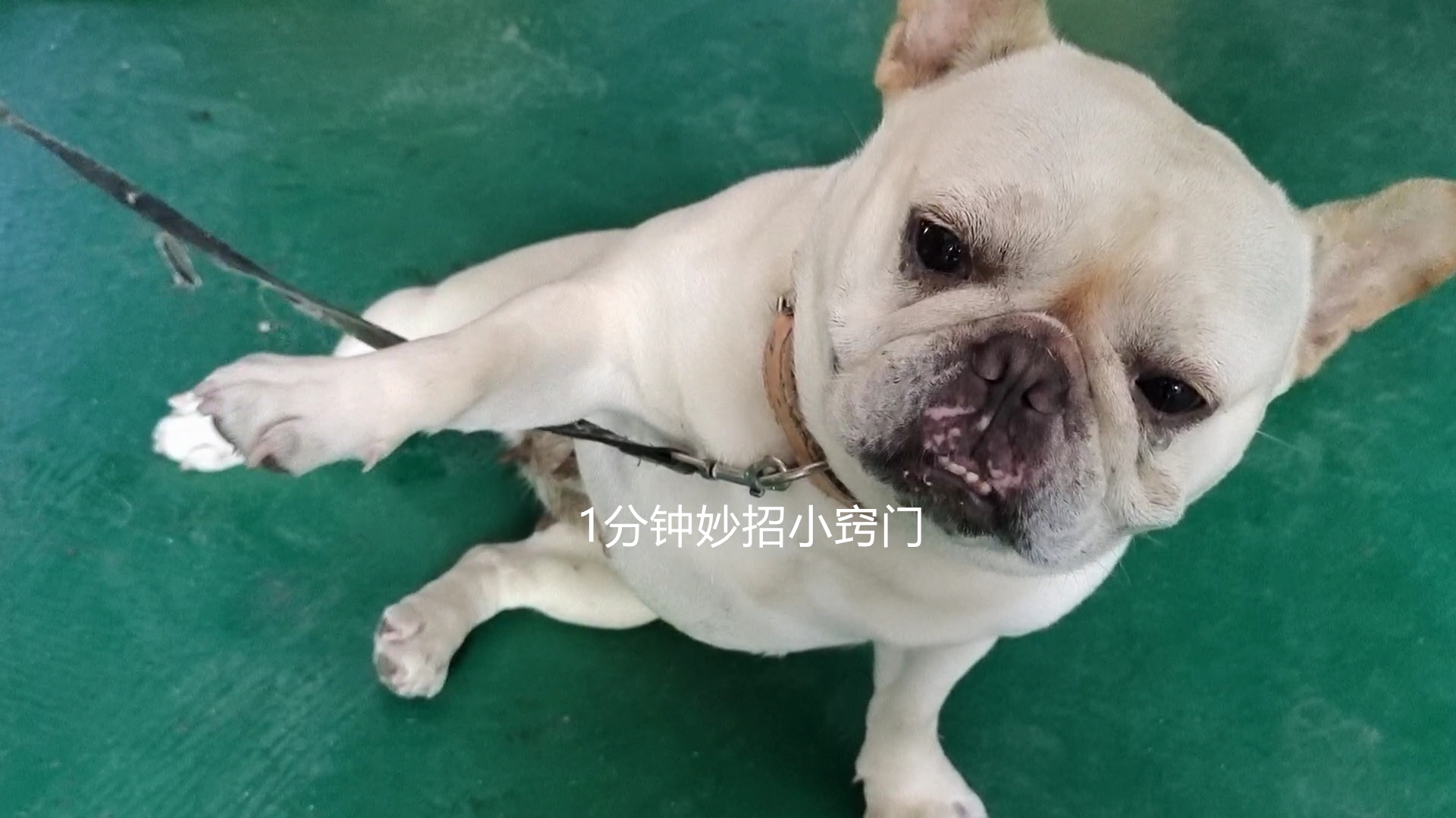 被狗追怎么自救才安全,被狗追怎么办最快最有效的方法