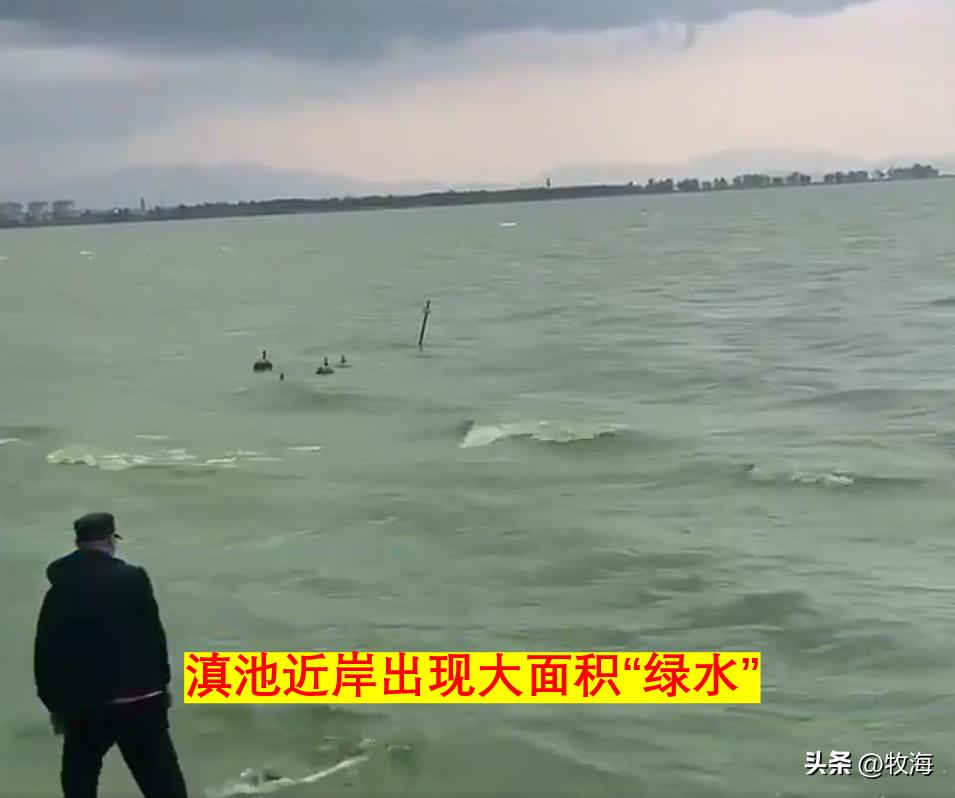 滇池蓝藻治理花费,官方回应滇池池水变绿蓝藻泛滥