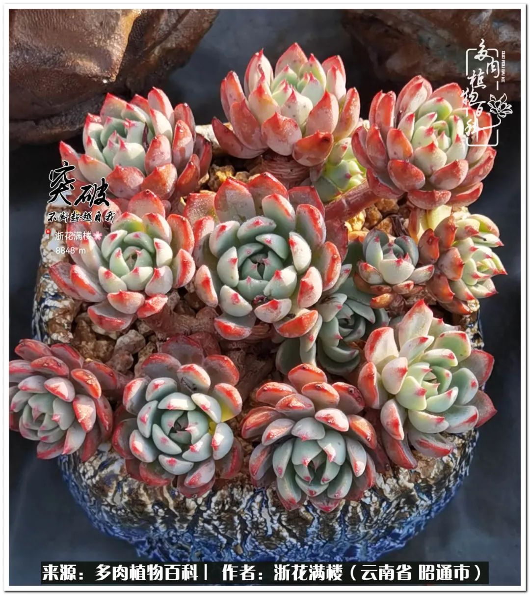 奔跑吧跑步,奔跑吧多肉盆栽