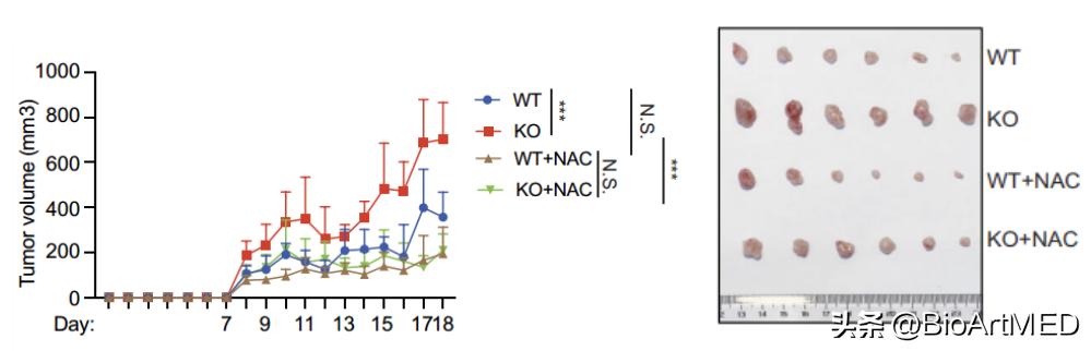 Th17应对氧化应激的新机制