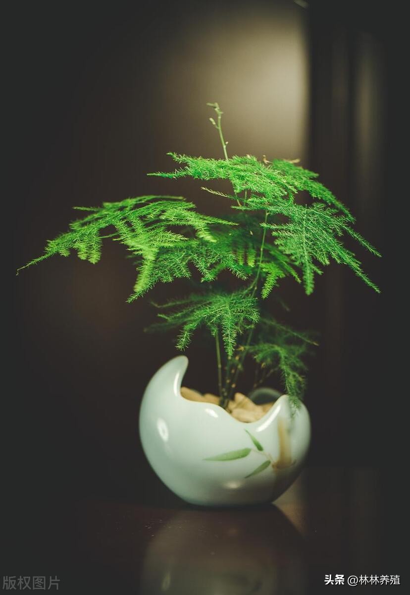 懒人养花就养这几种好养活不怕死,养这10种花越养家里越干净