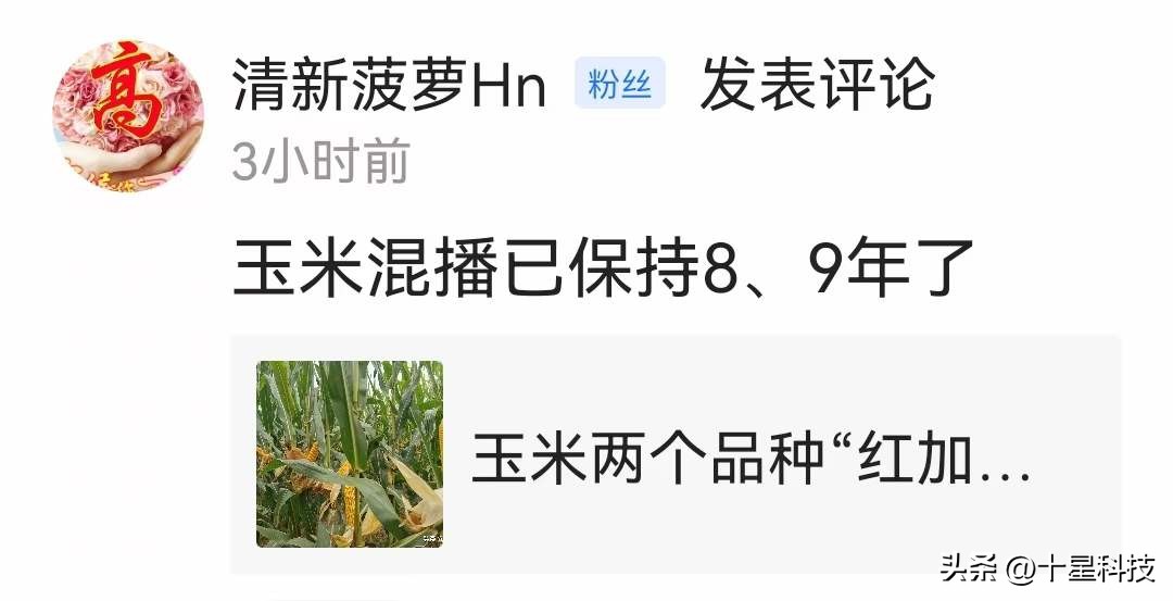 郑单958玉米新品种特征及表现,郑单958玉米品种是哪里培育的