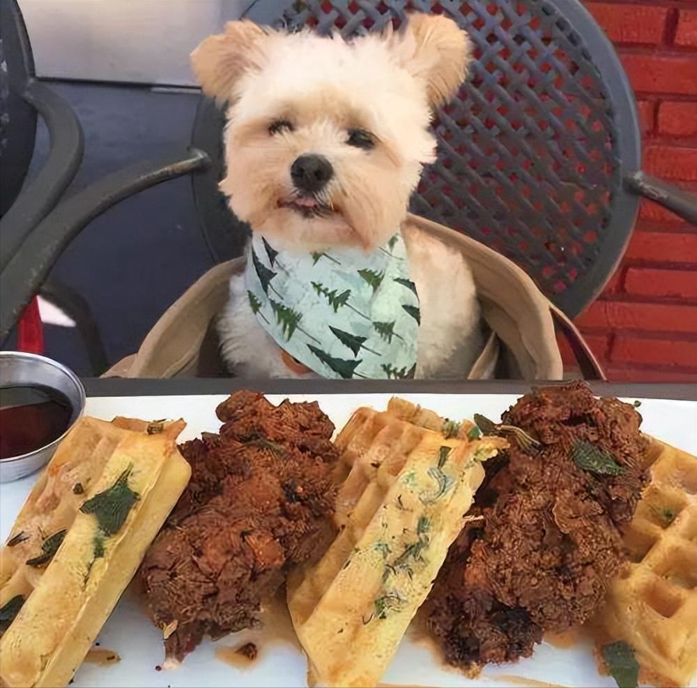 狗狗眼屎多怎么解决,狗狗精神萎靡眼屎多