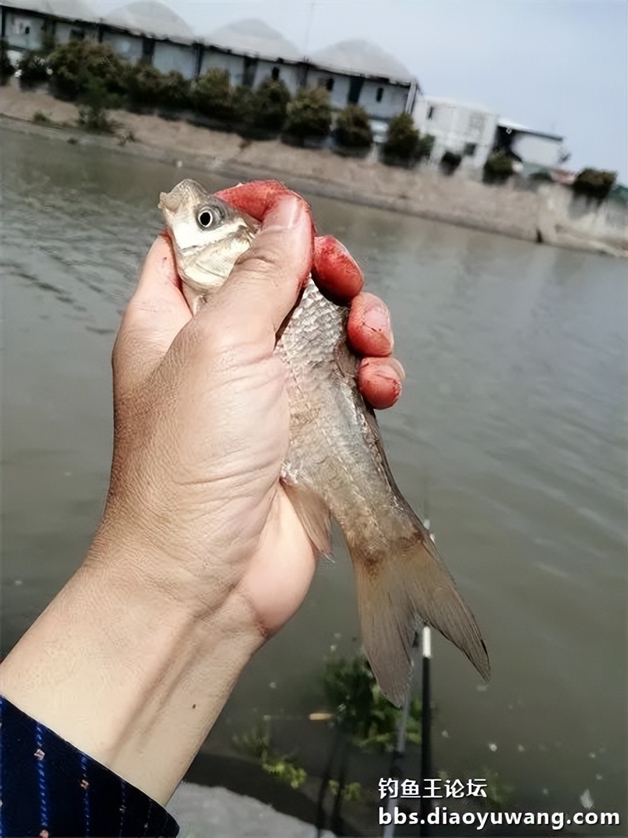 钓鱼王饵野钓破百尾