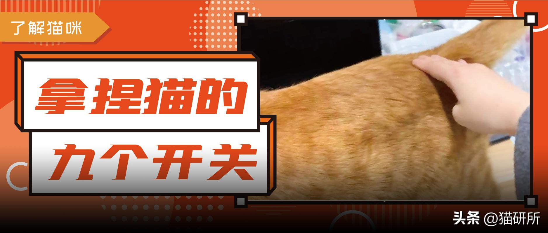 猫咪身上有个神奇的开关,猫咪身上的神秘开关