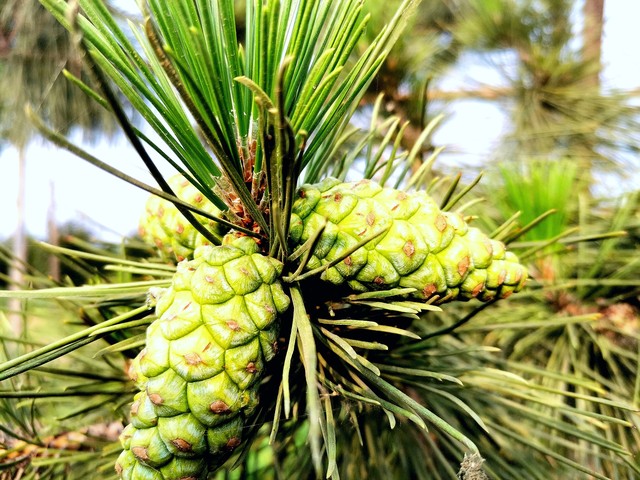 马尾松毛虫,马尾松树图片