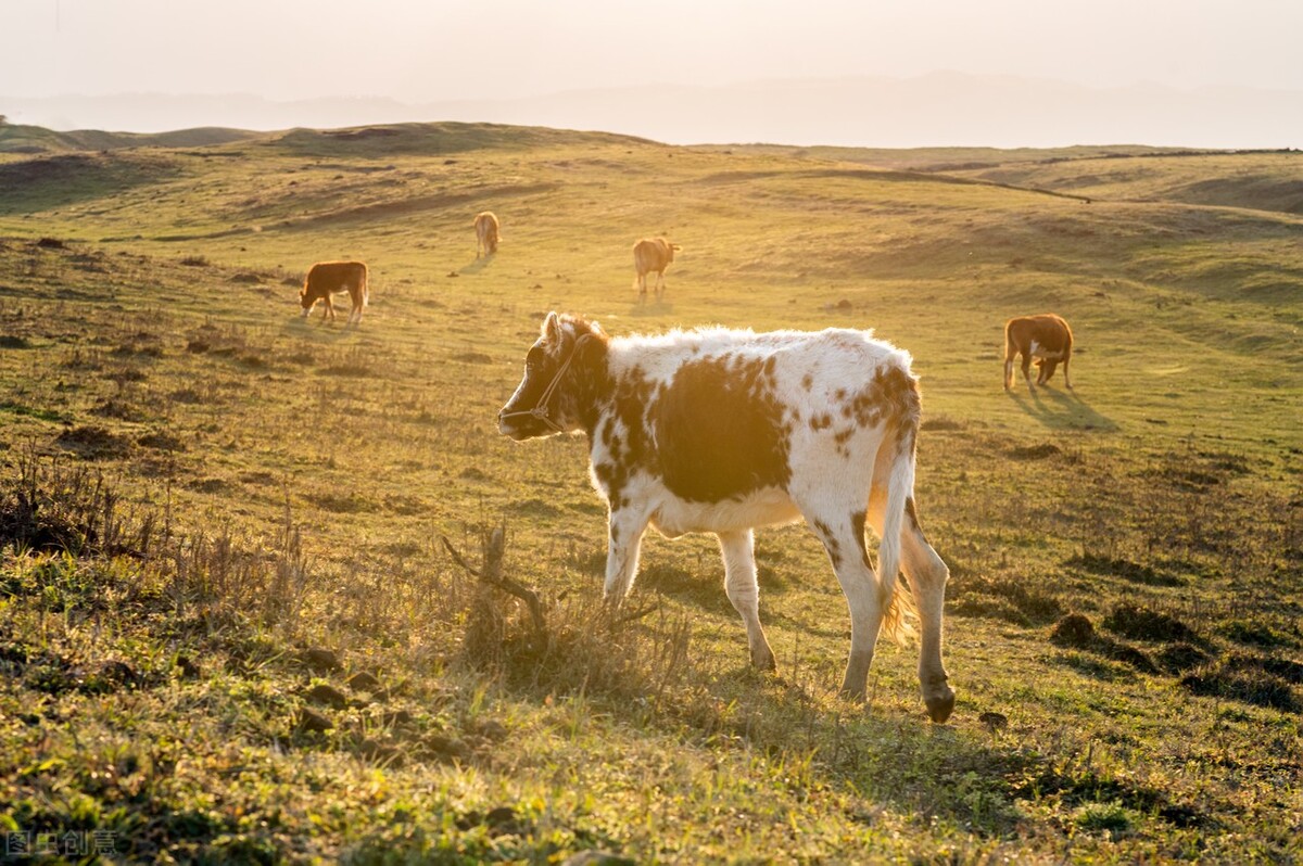 2022年牛价西门塔尔,今日800斤西门塔尔牛啥价
