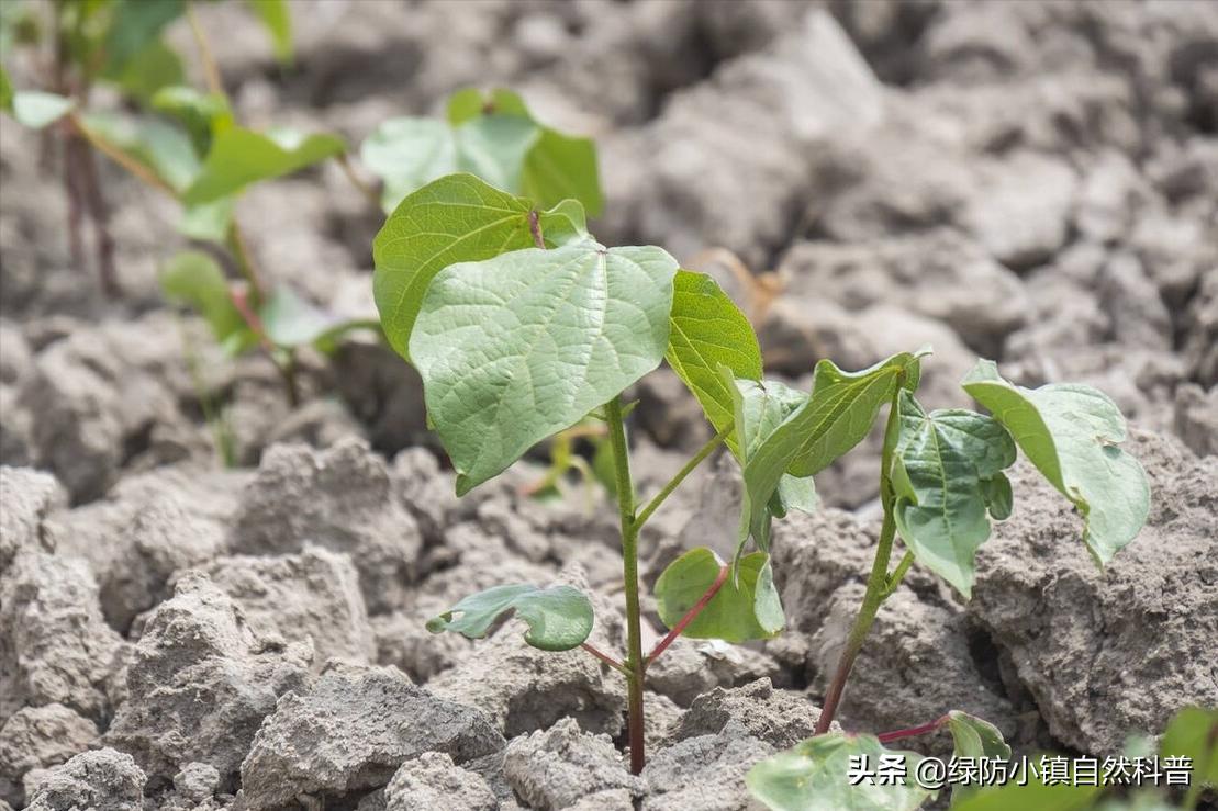 二十四节气之谷雨歌曲,二十四节气之谷雨儿歌歌词
