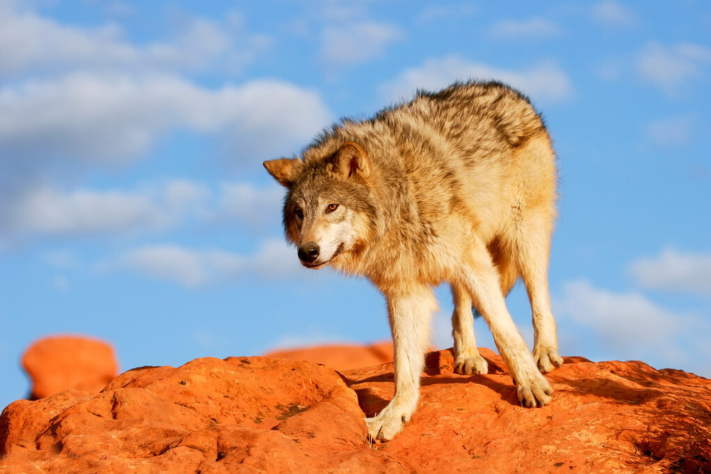 狼的天敌排名,狼最大的天敌是什么