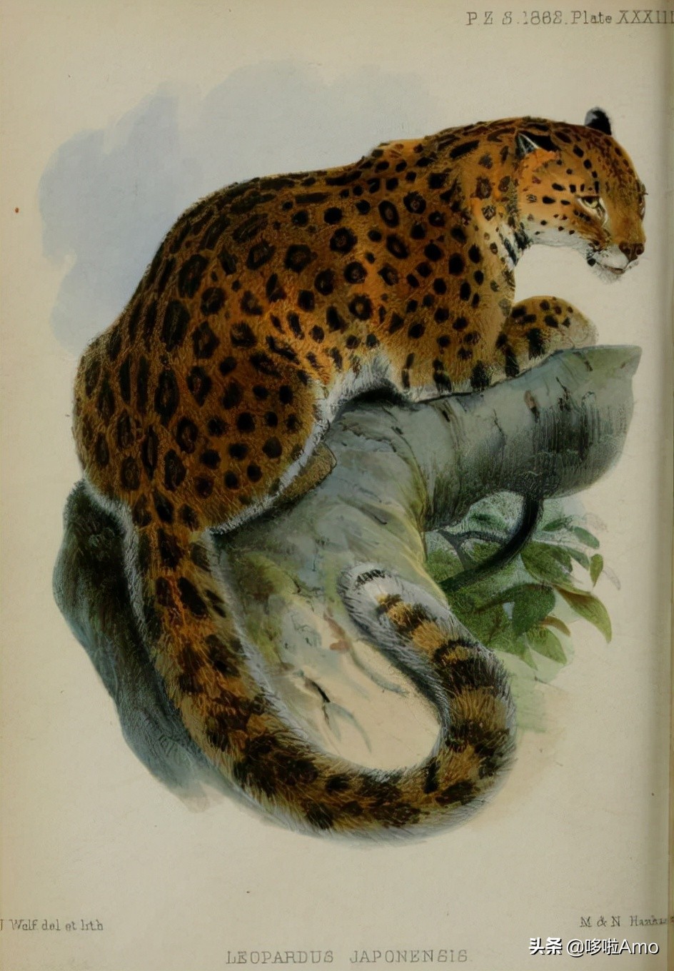 金钱豹动物科普介绍,金钱豹科普