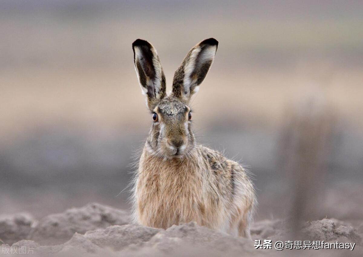 陆地上跑得最快的动物是什么,自然界奔跑最快的动物排行榜