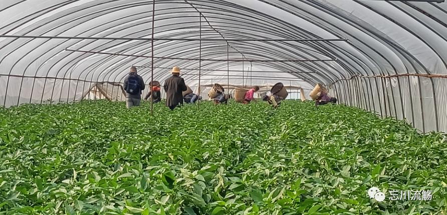 【烟火人间】忘川:富顺蔬菜产业高质量发展前景可期