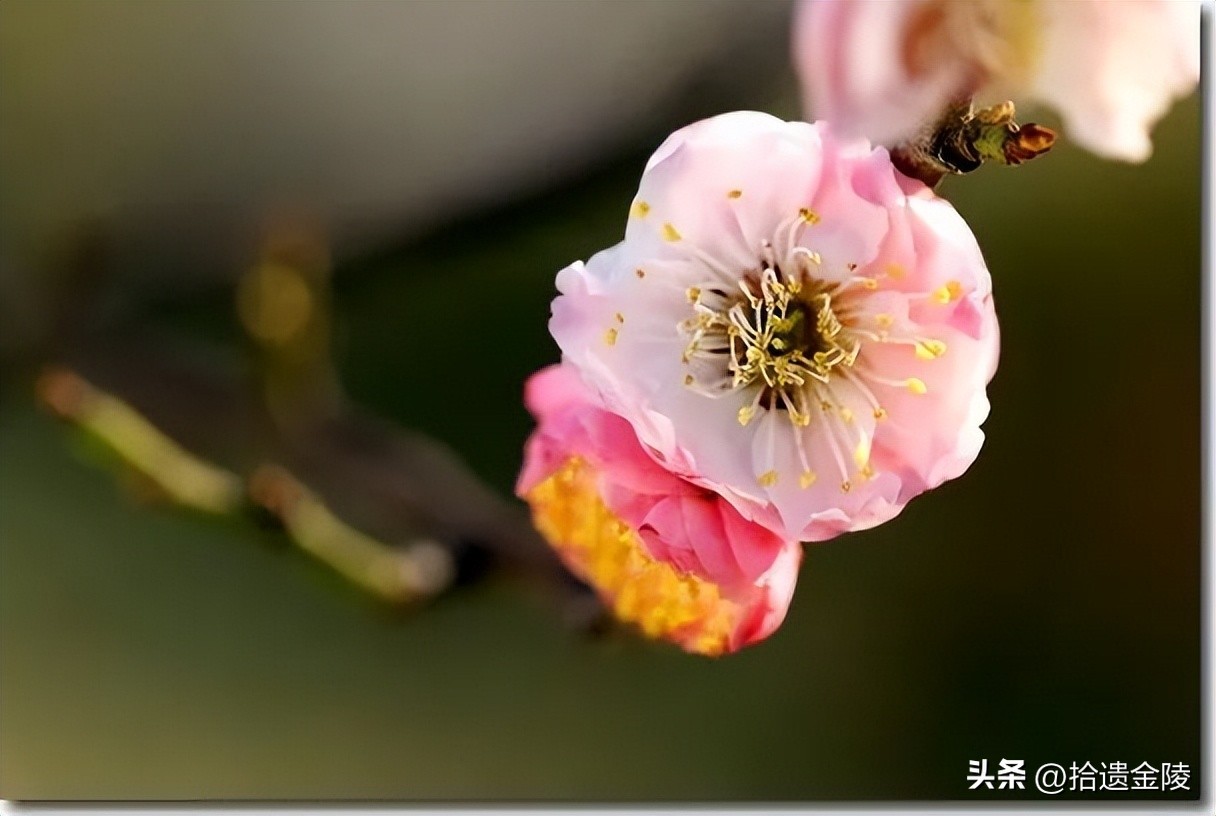 南京看梅花的地方,南京梅花里房价