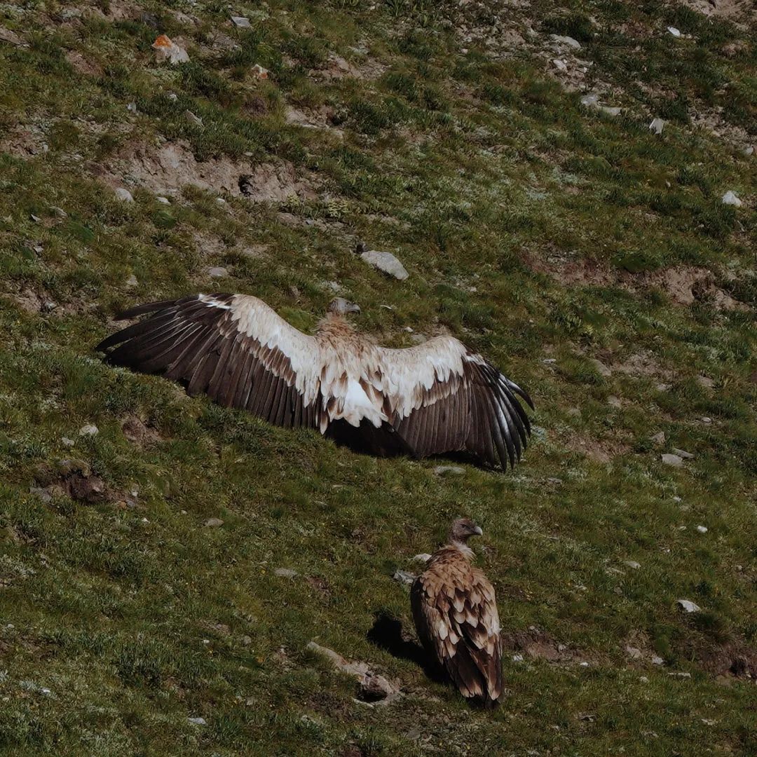 在川西Bushcraft是种什么体验？