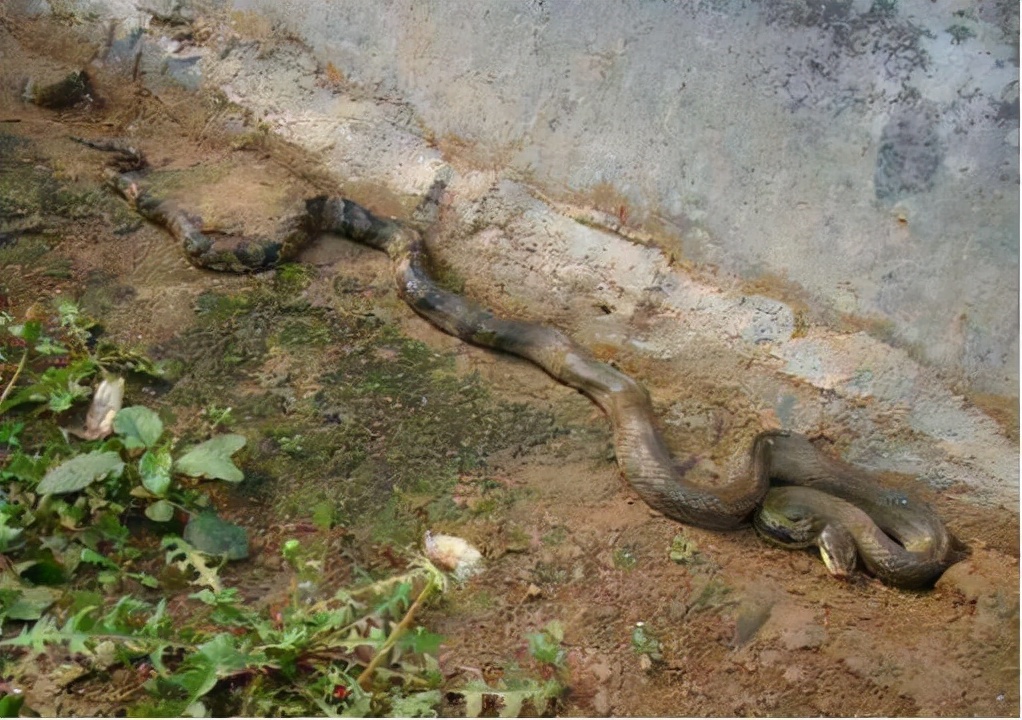 属蛇的家里不能栽竹竿吗,蛇进家里为什么必须打死