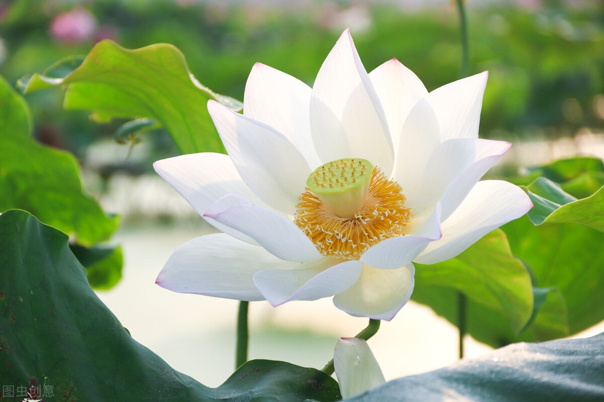 清都的原创诗词，4年作品合集，用文字记录生活