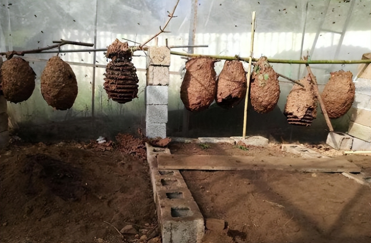 杀人蜂和胡蜂还有大黄蜂谁厉害,杀人蜂厉害还是胡蜂厉害