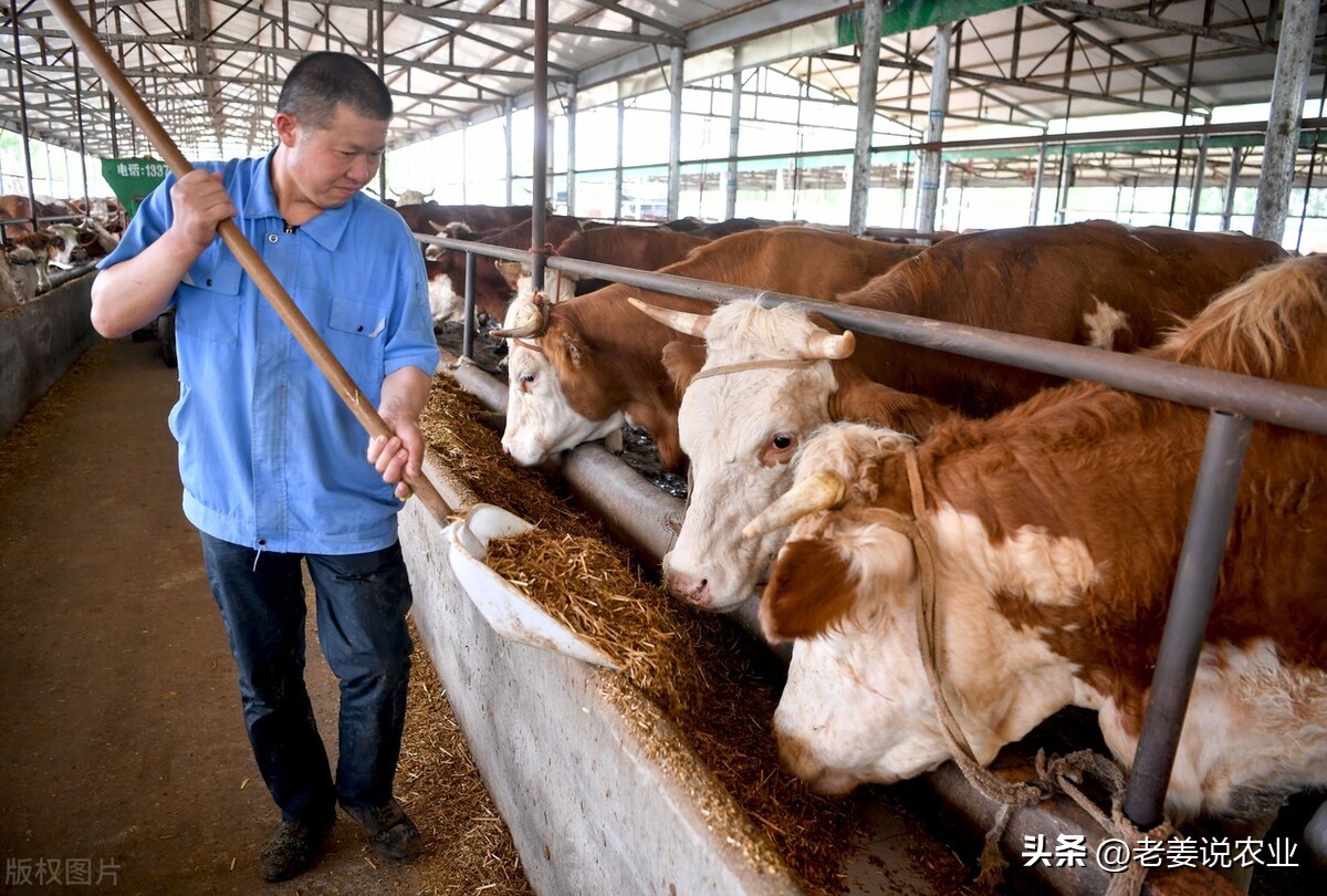 牛价会跌到让养殖户“鬼哭狼嚎”，2023年6月4日全国最新牛价