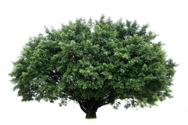 榕树离屋子近该怎么办,榕树放在客厅有什么讲究吗