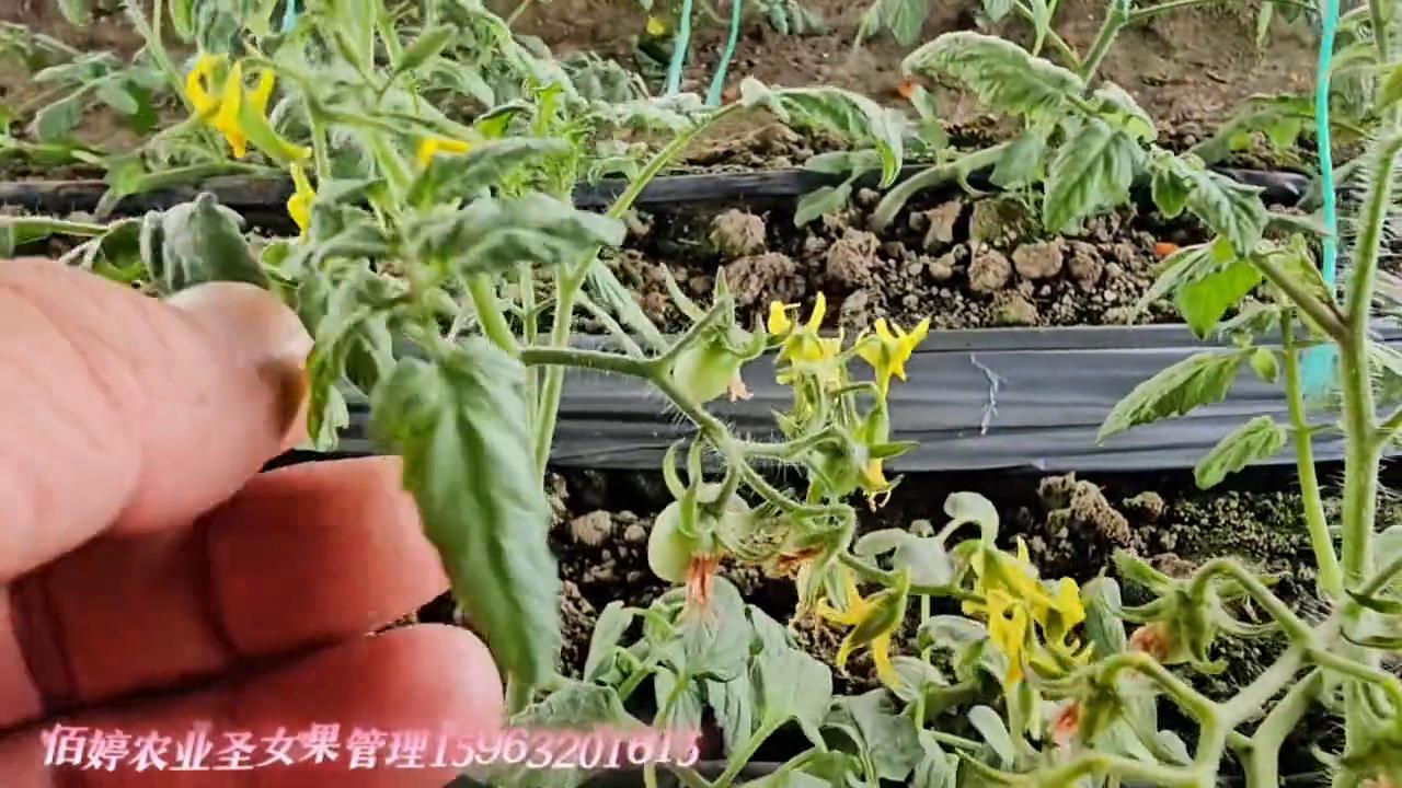 欢迎关注佰婷农业圣女果管理雨宏农资