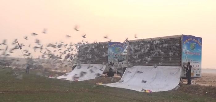 国际公棚鸽王赛奖杯,国际公棚赛