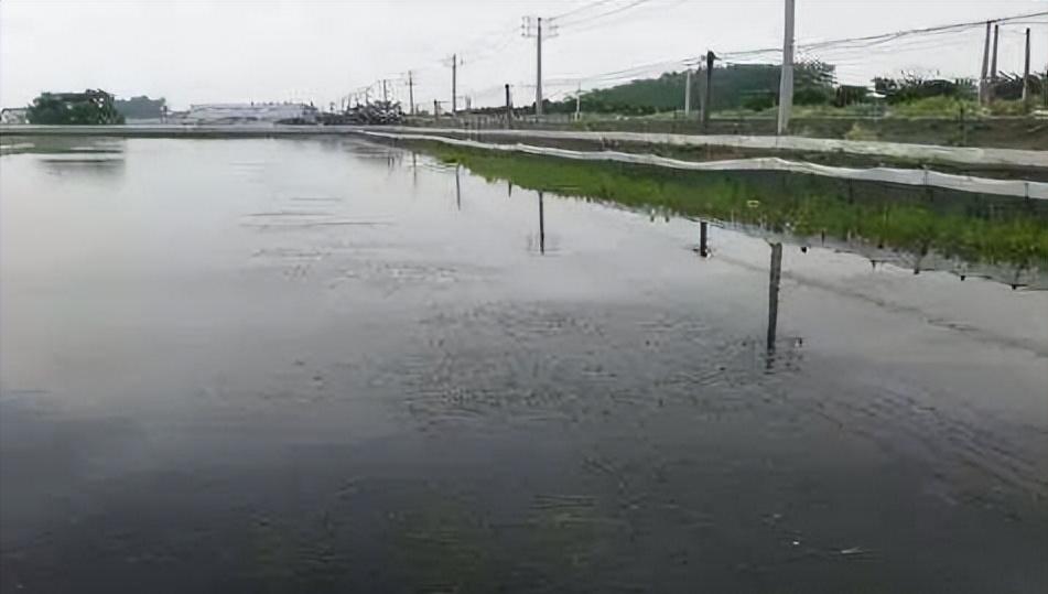 泗洪河蟹养殖用水草,江苏养河蟹技术