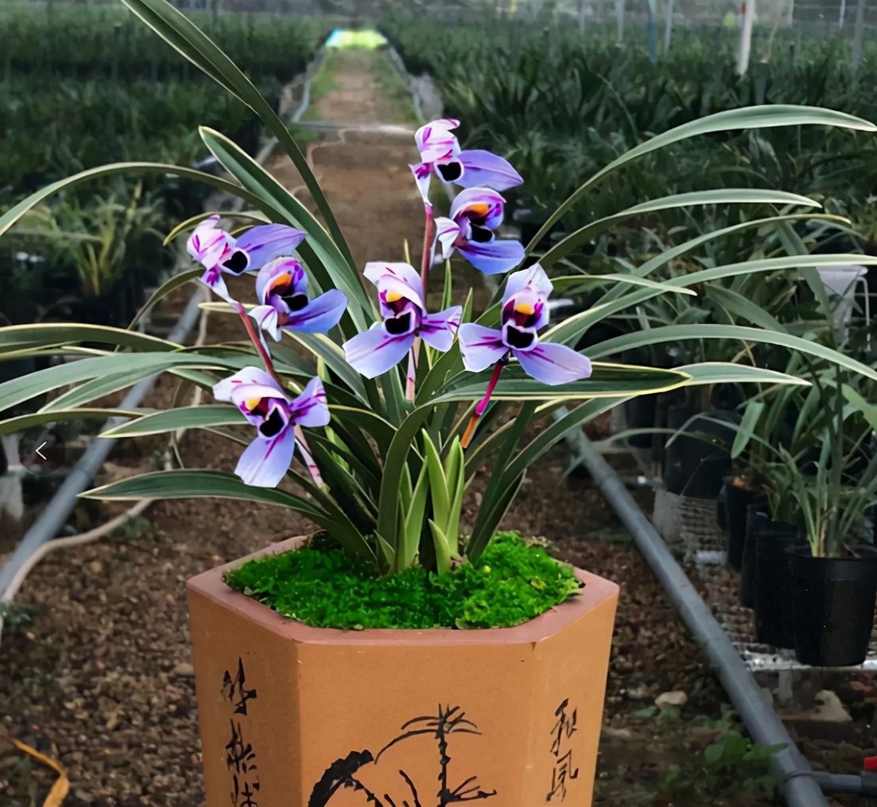 建兰紫月荷是真的吗,建兰紫月荷价格