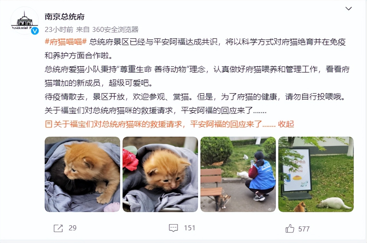 南京流浪猫被集体安乐死,南京总统府流浪猫事件