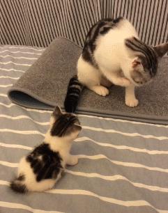 美短品种的猫乖吗,美短猫聪明不聪明