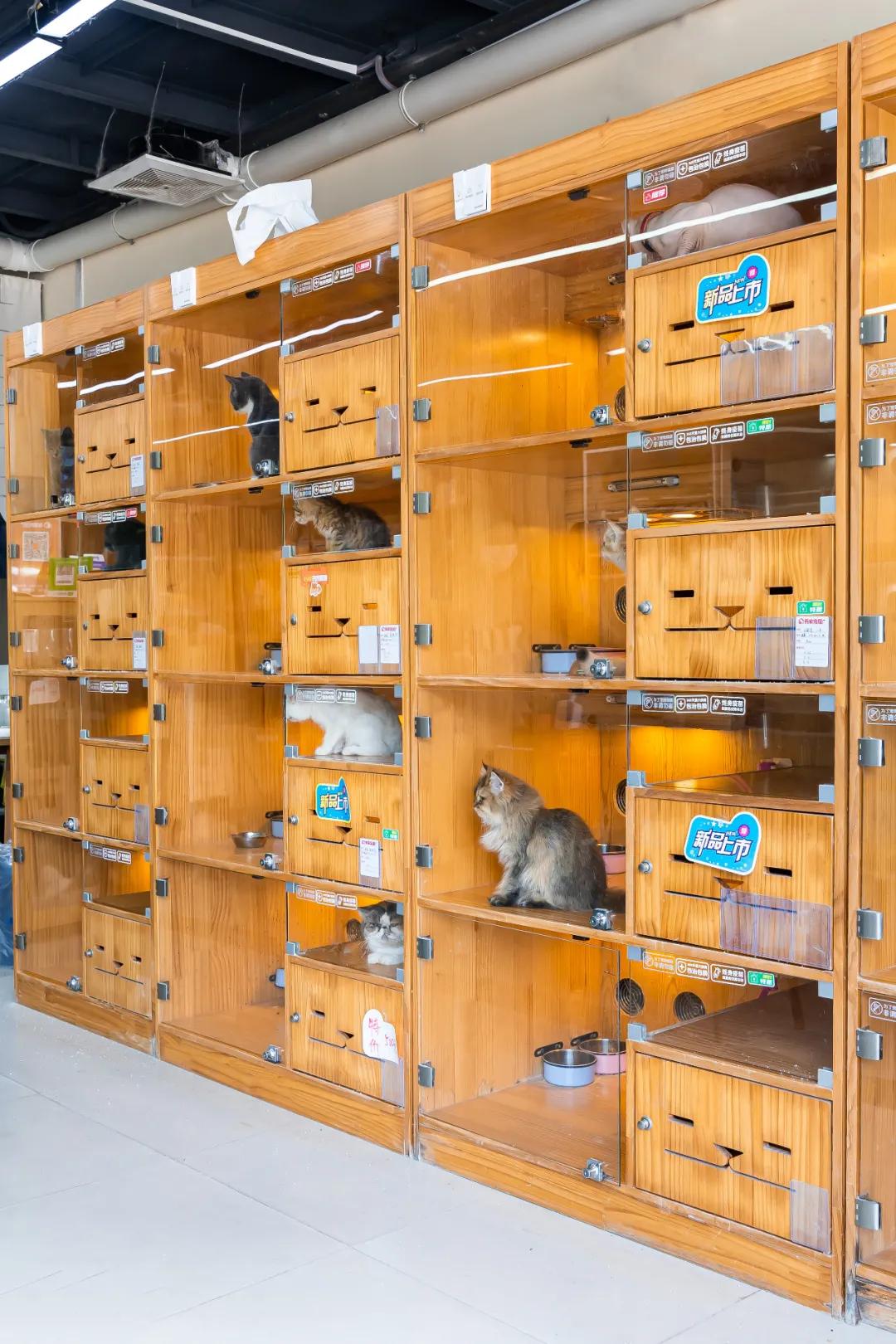 深圳探访宠物店,深圳最好的宠物街