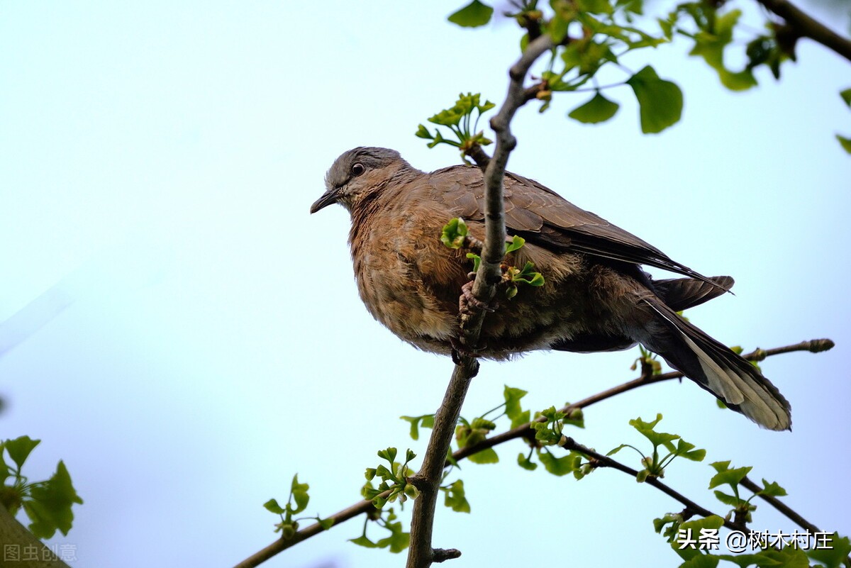 童年趣事抓蝉作文,房顶捕鸽视频